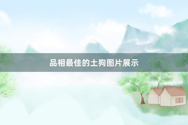 品相最佳的土狗图片展示